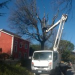 abbattimento alberi