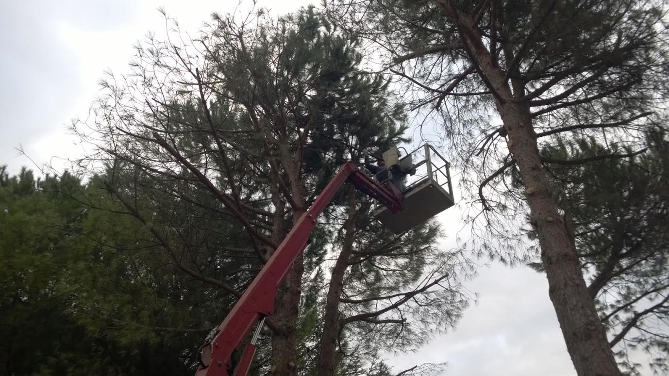 abbattimento alberi