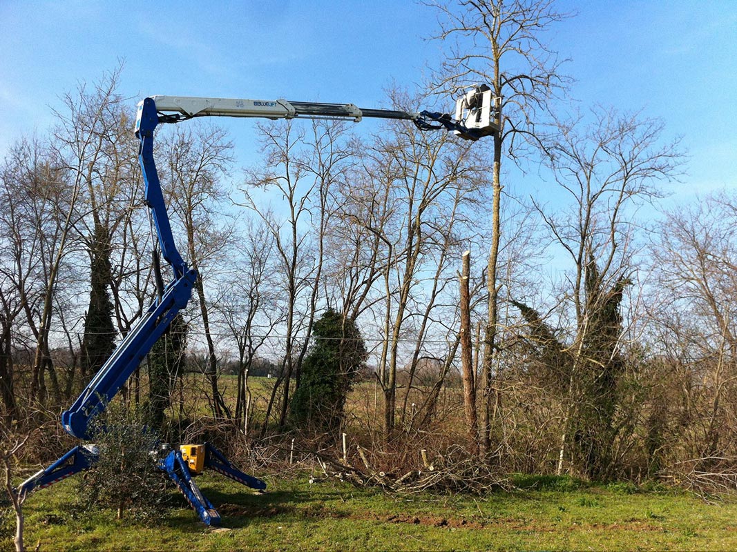 abbattimento alberi