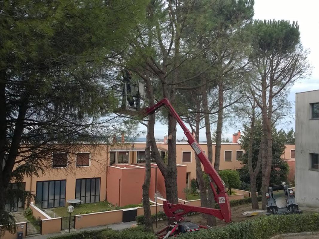 abbattimento alberi