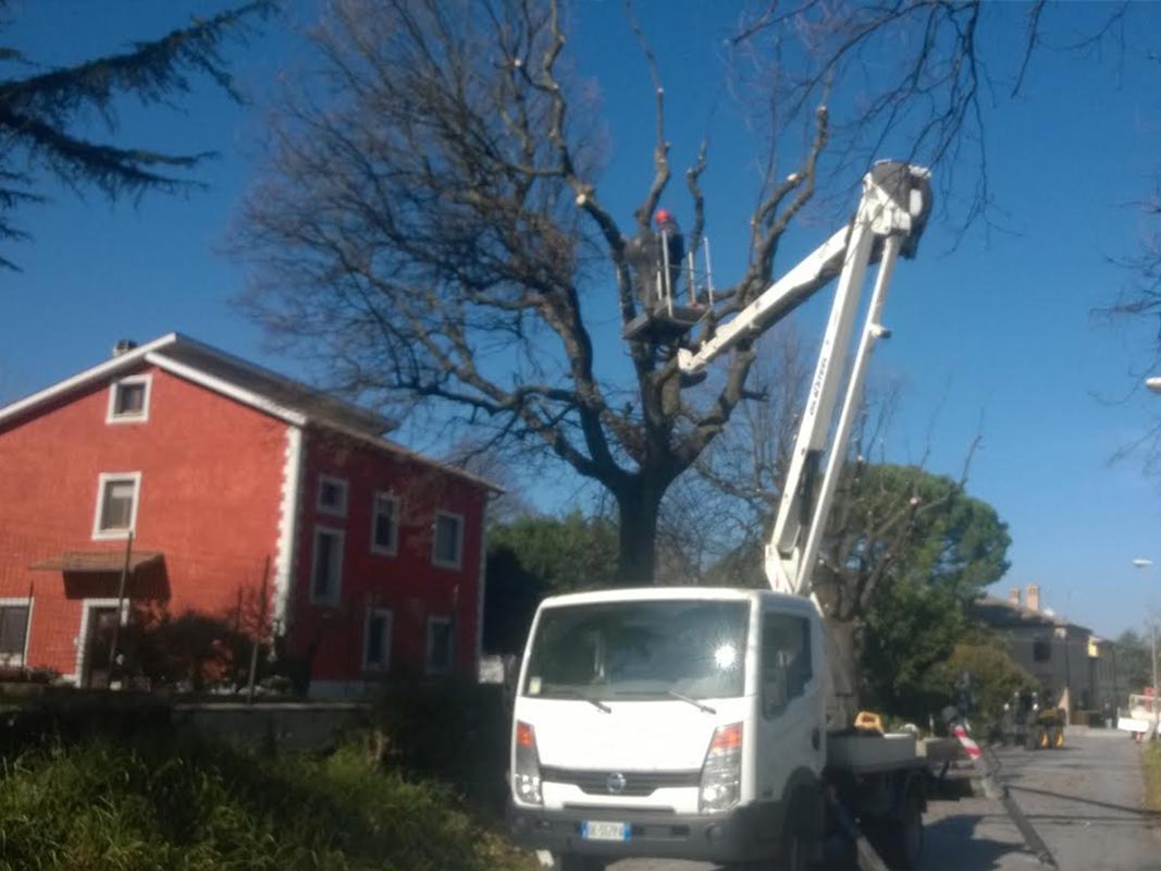 abbattimento alberi
